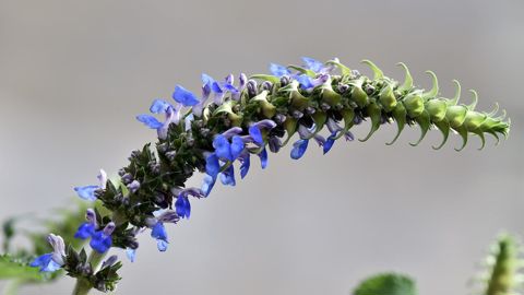 Grand prix de Saint-Jean : Salvia congestiflora, présentée par la pépinière Fleurs et Senteurs de Saint-Gueltas / Hénansal (22).